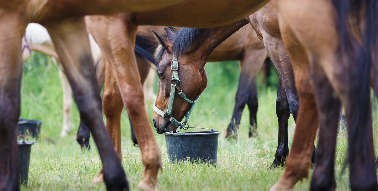 An photo of horses feeding on a meadow