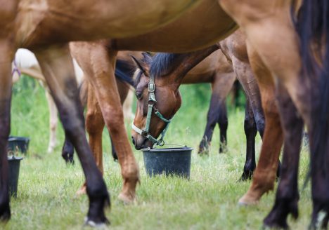 An photo of horses feeding on a meadow