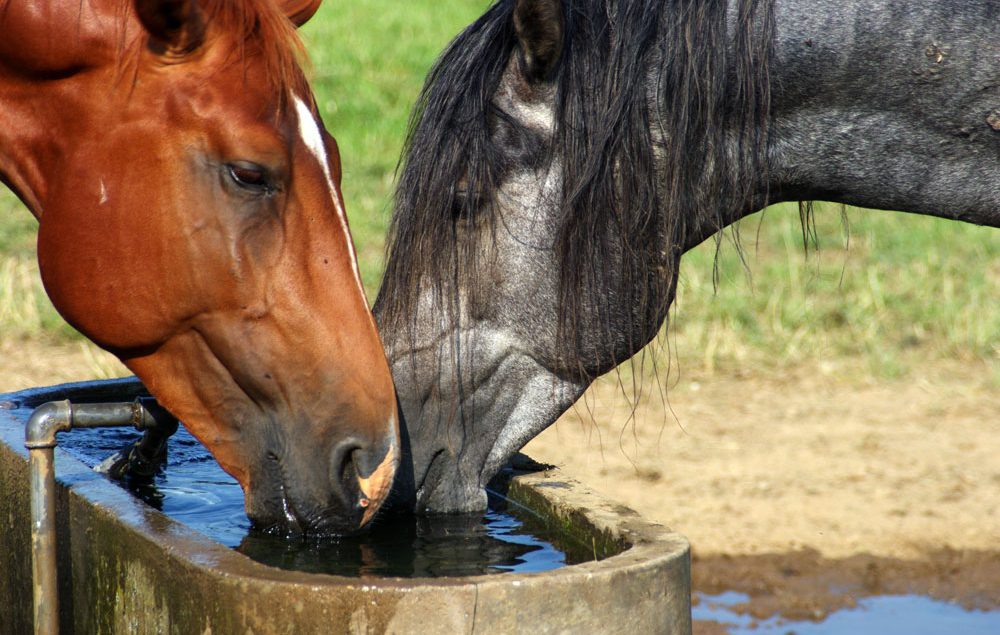 An image of two horses drinking water