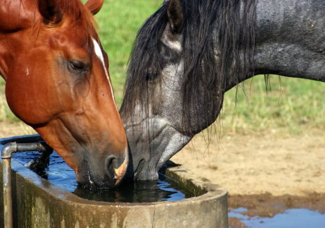 An image of two horses drinking water