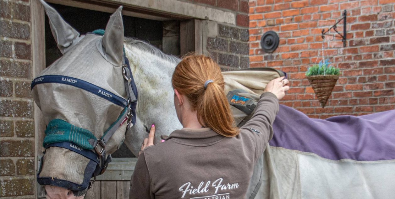 A photo of a girl who is taking off horse rug