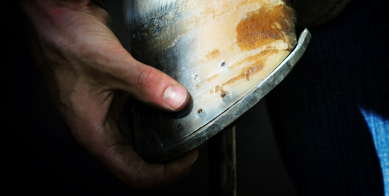 An image of holding a hoof of horse leg