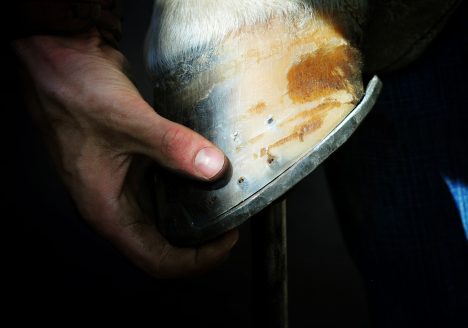 An image of holding a hoof of horse leg