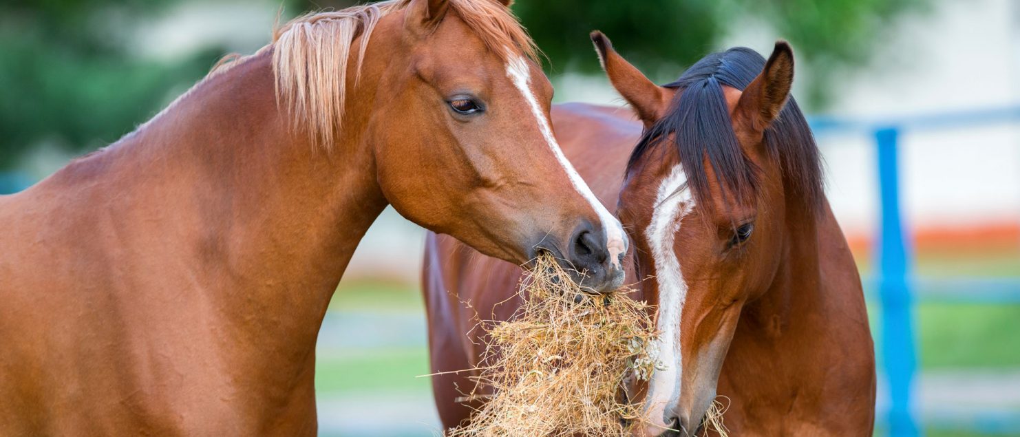 An image of two horses