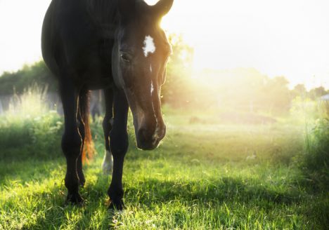 An image of a horse in a green summer pasture